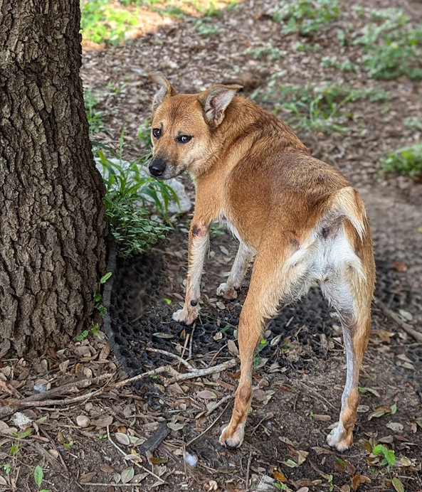 Symphony, an adoptable Australian Cattle Dog / Blue Heeler, Corgi in Mission, TX, 78574 | Photo Image 3