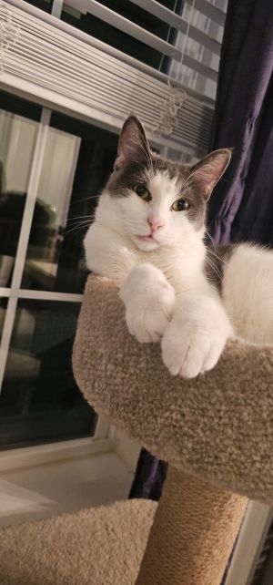 Mowgli, Adult Male Domestic Short Hair