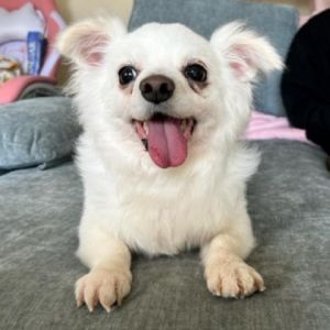 Apollo is a sassy yet sweet 14 year old male Pomeranian mix He is 10 lbs and had half of