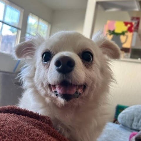 Apollo, an adoptable Pomeranian, Chihuahua in Grass Valley, CA, 95945 | Photo Image 3