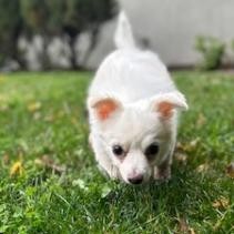 Apollo, an adoptable Pomeranian, Chihuahua in Grass Valley, CA, 95945 | Photo Image 4