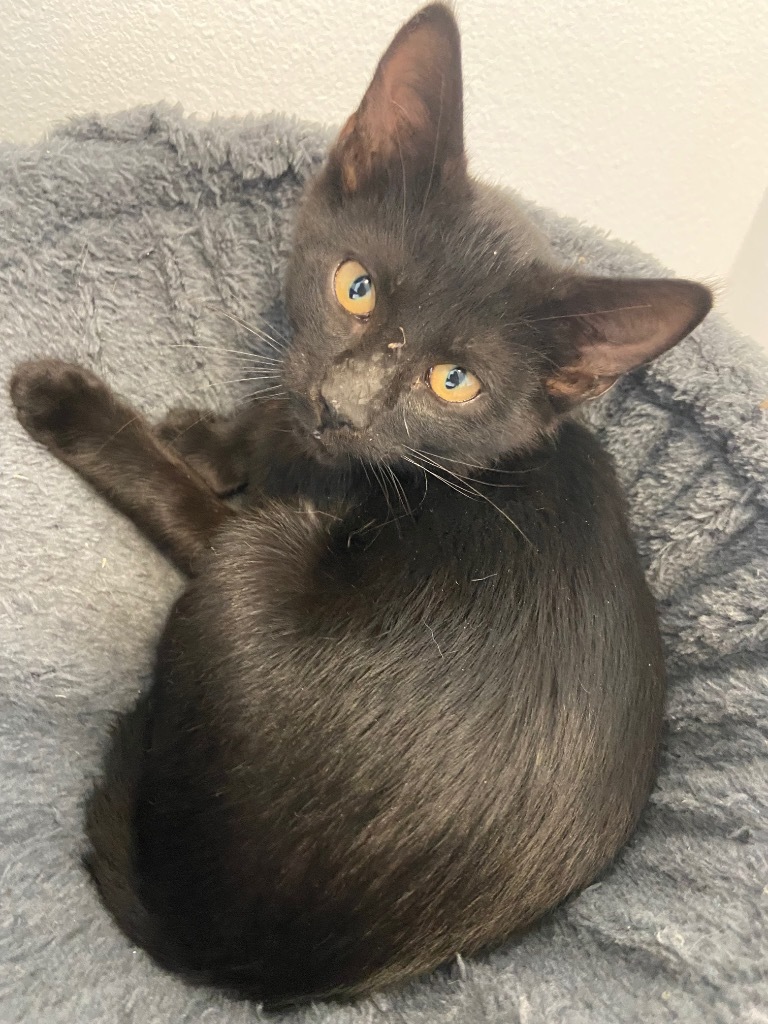 Robert, an adoptable Domestic Short Hair in Corpus Christi, TX, 78415 | Photo Image 1