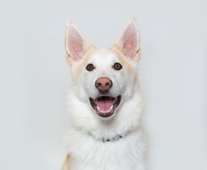 Introducing Jasper the 6-month-old orange and white husky mix with a zest for life as vibrant as hi