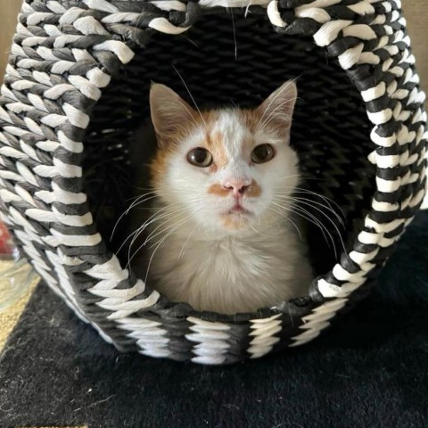 Pompey, an adoptable Domestic Short Hair in Fredericksburg, TX, 78624 | Photo Image 1