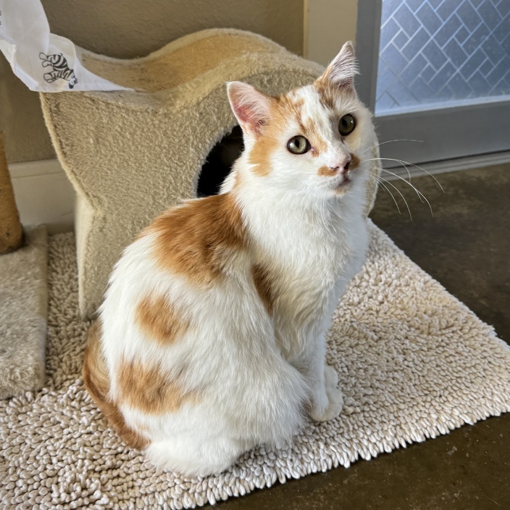 Pompey, an adoptable Domestic Short Hair in Fredericksburg, TX, 78624 | Photo Image 1
