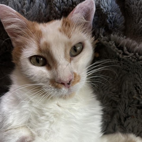 Pompey, an adoptable Domestic Short Hair in Fredericksburg, TX, 78624 | Photo Image 2