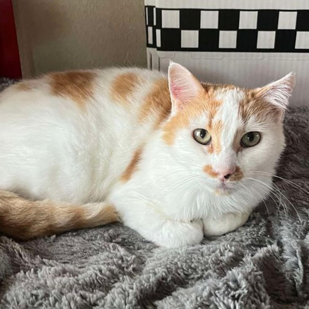 Pompey, an adoptable Domestic Short Hair in Fredericksburg, TX, 78624 | Photo Image 2