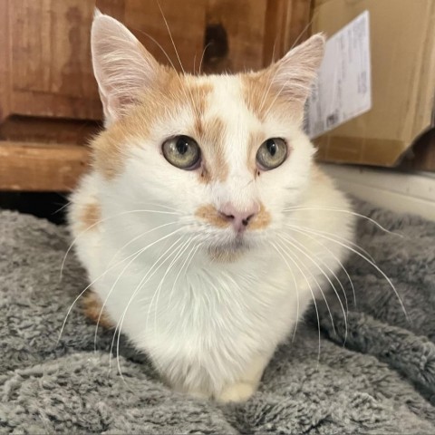 Pompey, an adoptable Domestic Short Hair in Fredericksburg, TX, 78624 | Photo Image 3