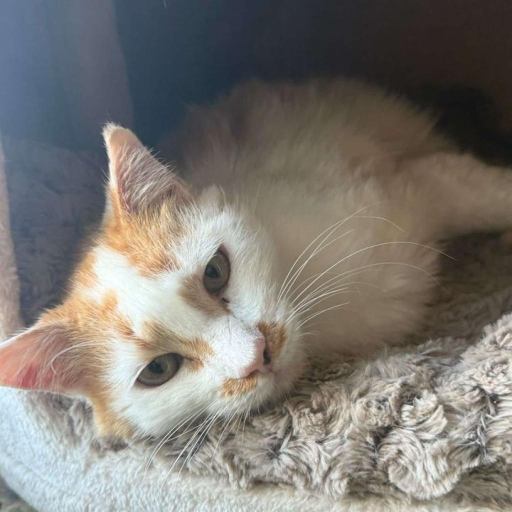 Pompey, an adoptable Domestic Short Hair in Fredericksburg, TX, 78624 | Photo Image 3