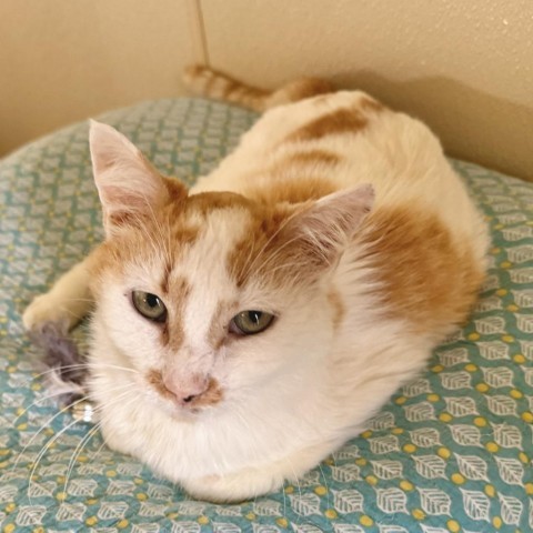 Pompey, an adoptable Domestic Short Hair in Fredericksburg, TX, 78624 | Photo Image 5