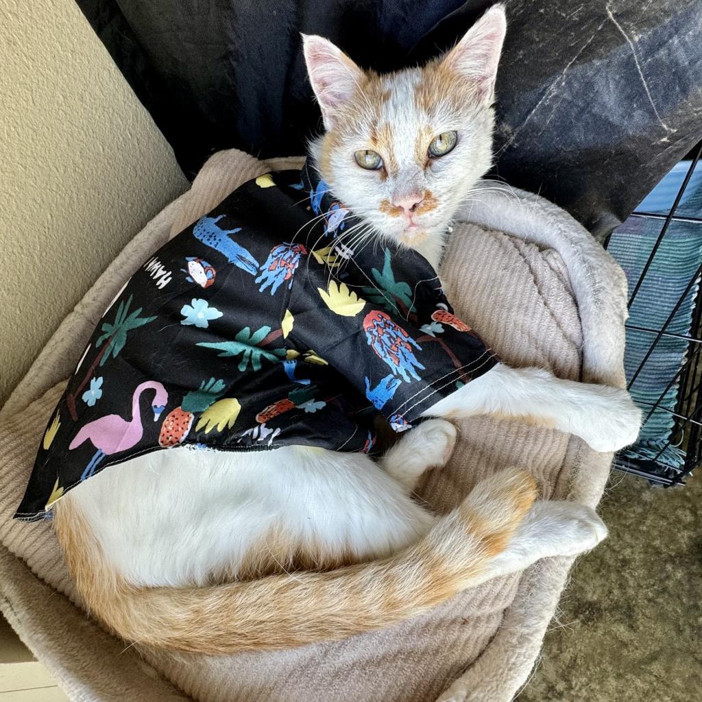 Pompey, an adoptable Domestic Short Hair in Fredericksburg, TX, 78624 | Photo Image 5