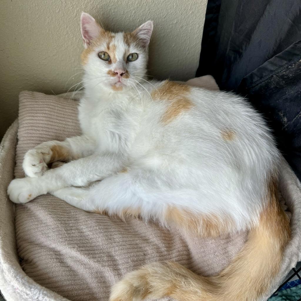 Pompey, an adoptable Domestic Short Hair in Fredericksburg, TX, 78624 | Photo Image 6