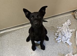 What my friends at Seattle Humane say about me I am a young pup who is ready to