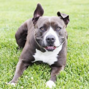 Bella is a young friendly Pittie mix who is ready to start her next adventure with a loving person