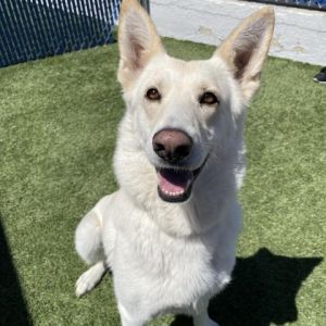 Meet Celeste She is a 1-year-old white and tan Shepherd Mix Celeste is a sweet girl who loves spe