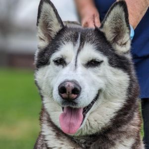 Say hello to Irma This 8-year-old Husky is looking for a new place to call home She may be eight