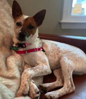 Jovie is a 6-9 month old Australian Cattle Dog Fox Terrier Mix Currently weighing in at a whopping