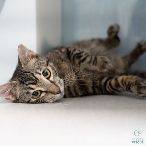 Thank you for choosing adoption and making a rescued kitty part of your family 