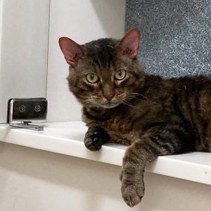 This cat is Torta-lly ready to find a home of his own Torta has a lot of fans at the
