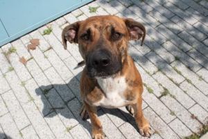 Hello there Im Khan My days are filled with wagging tails and playful barks and Im always up fo