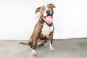 A5619352 Arba Rose Meet Arba Rose A playful pitbull looking for her forever home -2-year-old spay