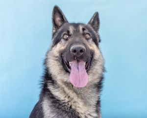 A5620565 Heilang pronounced Huh-Lang is a strong stunning young German Shepherd with a classic bl
