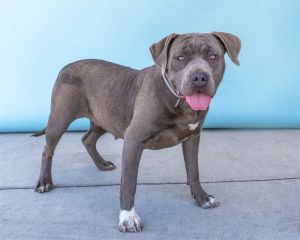 A5621004 Dolly sparkles like rhinestones with her gorgeous blue gray coat and li