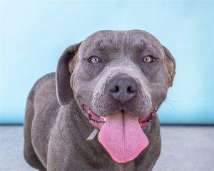 A5621004 Dolly sparkles like rhinestones with her gorgeous blue gray coat and li