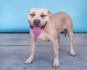 A5620860 Sandy is a smiley and loving little shortbread cookie that is looking to sweeten up your li