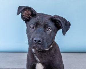 A5620786 Hockey is a super sweet super cuddly little guy looking to join your family This growing
