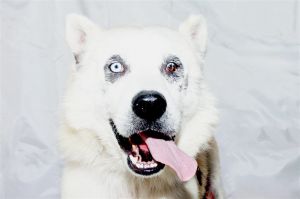 A5623451 Toto is a total sweetie pie -7-year-old male -Siberian Husky -White -69 lbs -Came to the