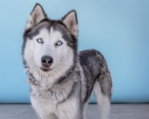 A5621179 Anastasia has the most stunning ice blue eyes just gorgeous She is good on the leash and
