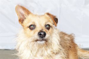 A5623449 Popsicle Meet Popsicle the lovable little Chihuahua with a heart of gold eagerly awaitin