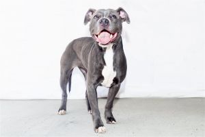 A5620347 Brazil is a delightful girl -2-year-old spayed female -Pit Bull -Gray
