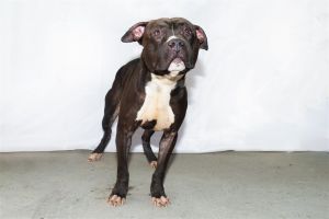 A5622783 Kodha is a very good boy who came as an owner surrender and is under