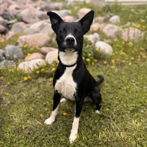 Benji--In Foster***ADOPTION PENDING***, an adoptable Labrador Retriever in Fargo, ND, 58102 | Photo Image 1