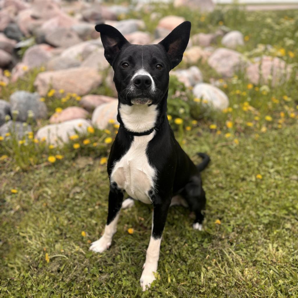 Benji--In Foster***ADOPTION PENDING***, an adoptable Labrador Retriever, Border Collie in Fargo, ND, 58102 | Photo Image 1