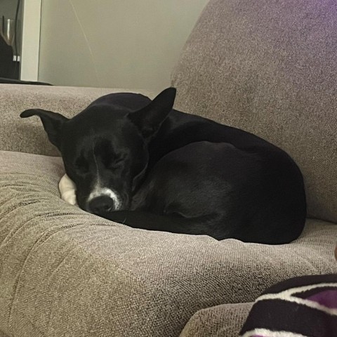 Benji--In Foster***ADOPTION PENDING***, an adoptable Labrador Retriever in Fargo, ND, 58102 | Photo Image 2