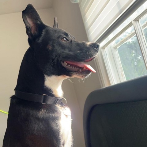 Benji--In Foster, an adoptable Labrador Retriever in Fargo, ND, 58102 | Photo Image 2