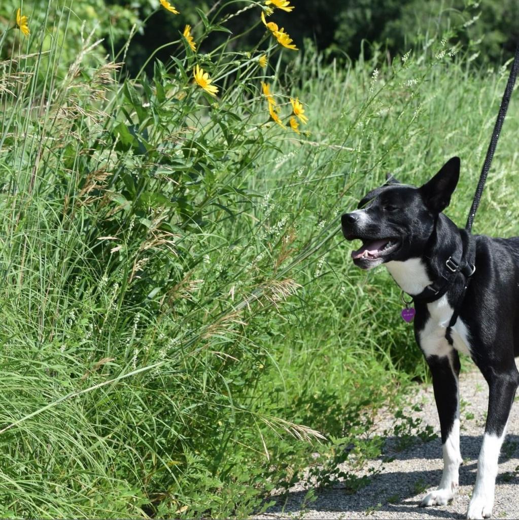 Benji--In Foster***ADOPTION PENDING***, an adoptable Labrador Retriever, Border Collie in Fargo, ND, 58102 | Photo Image 2