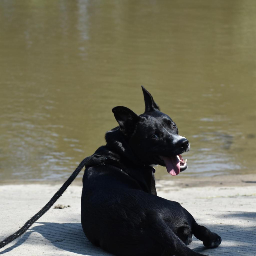 Benji--In Foster***ADOPTION PENDING***, an adoptable Labrador Retriever, Border Collie in Fargo, ND, 58102 | Photo Image 3