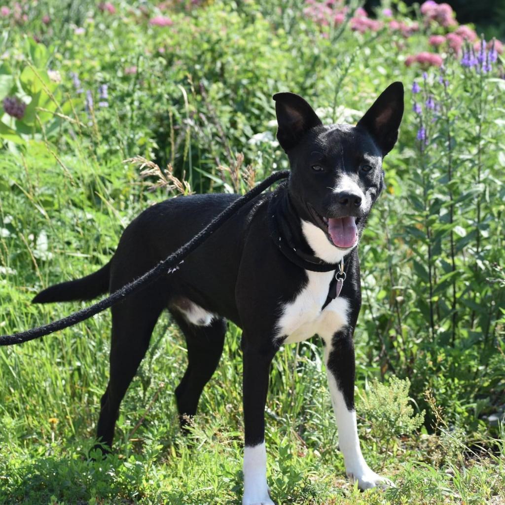 Benji--In Foster***ADOPTION PENDING***, an adoptable Labrador Retriever, Border Collie in Fargo, ND, 58102 | Photo Image 4