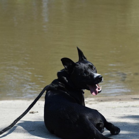 Benji--In Foster***ADOPTION PENDING***, an adoptable Labrador Retriever in Fargo, ND, 58102 | Photo Image 5