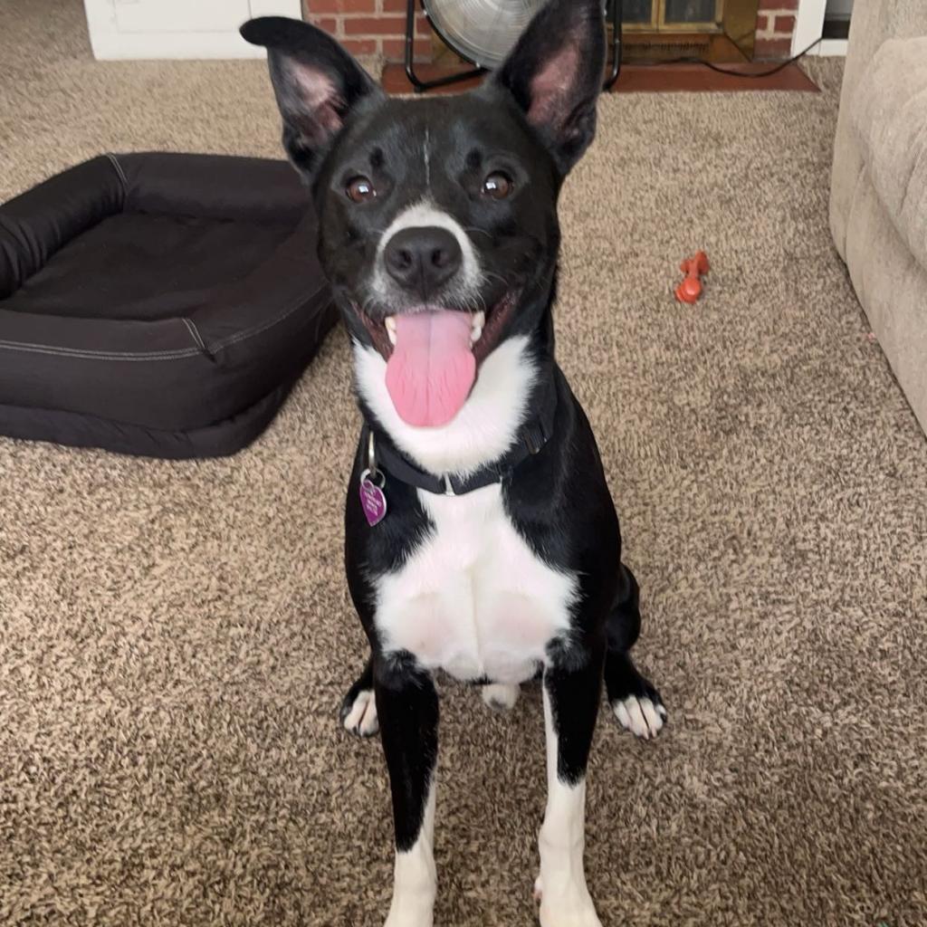 Benji--In Foster***ADOPTION PENDING***, an adoptable Labrador Retriever, Border Collie in Fargo, ND, 58102 | Photo Image 5