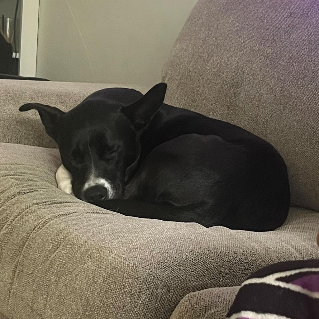 Benji--In Foster***ADOPTION PENDING***, an adoptable Labrador Retriever, Border Collie in Fargo, ND, 58102 | Photo Image 6