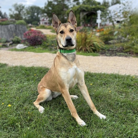 Panda Bear, an adoptable Mixed Breed in Fargo, ND, 58102 | Photo Image 1