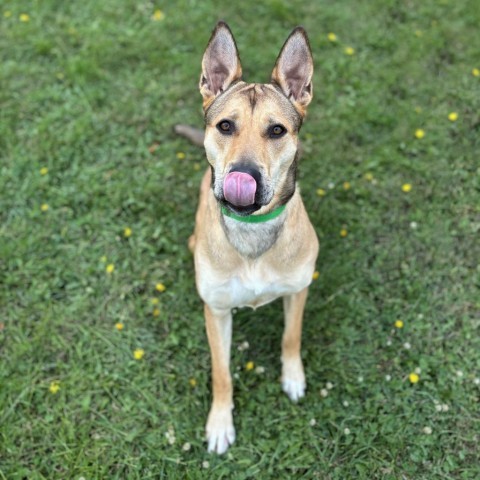 Panda Bear, an adoptable Mixed Breed in Fargo, ND, 58102 | Photo Image 2