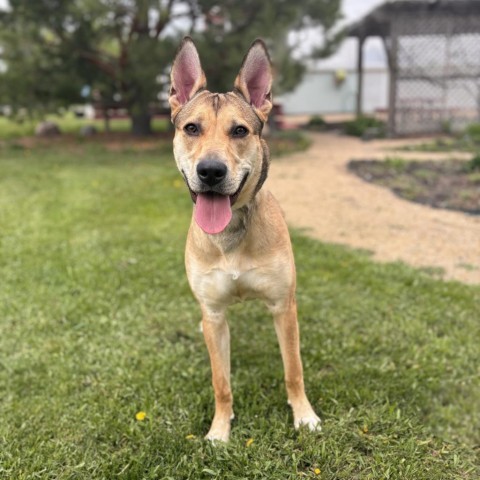 Panda Bear--In Foster, an adoptable Mixed Breed in Fargo, ND, 58102 | Photo Image 2