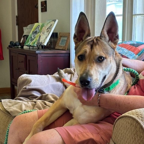 Panda Bear--In Foster, an adoptable Mixed Breed in Fargo, ND, 58102 | Photo Image 4