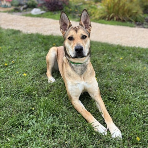 Panda Bear, an adoptable Mixed Breed in Fargo, ND, 58102 | Photo Image 6